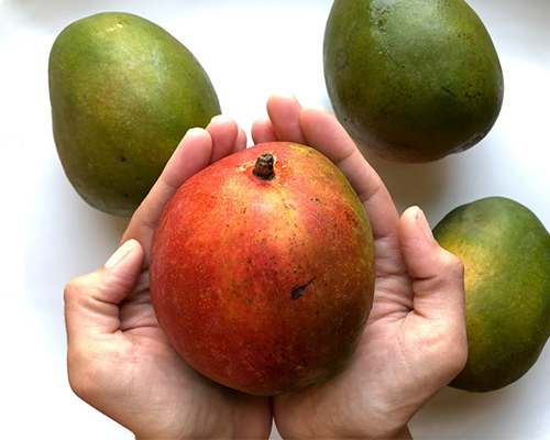 Mangolicious! Why We Love Mangos