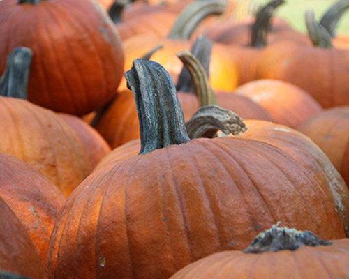 Cleaning Pumpkin Seeds
